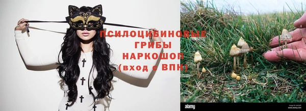 стаф Алзамай